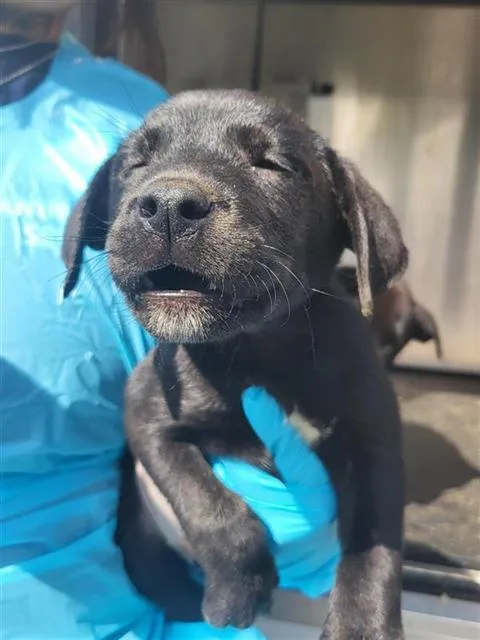 A baby small-sized female Labrador Retriever dog named Mandy for adoption in San Antonio, TX