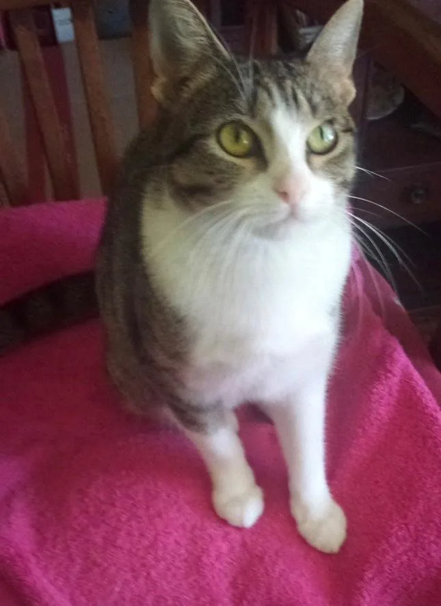 An adult medium-sized female Domestic Short Hair cat named Maizy for adoption in Bossier City, LA