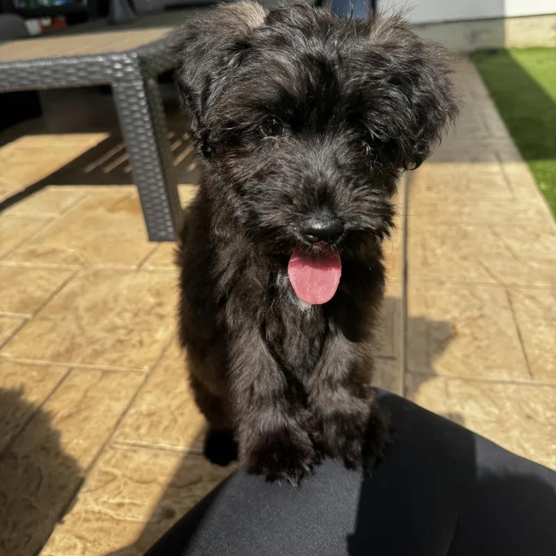 A baby small-sized female Black Tibetan Terrier dog named Truffle for adoption in Santa Fe, TX