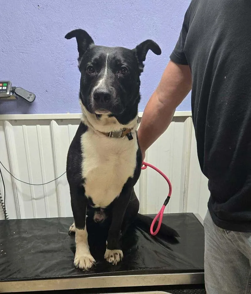 An adult large-sized male Tricolor (Brown, Black, & White) Labrador Retriever dog named Duke for adoption in Waverly, OH
