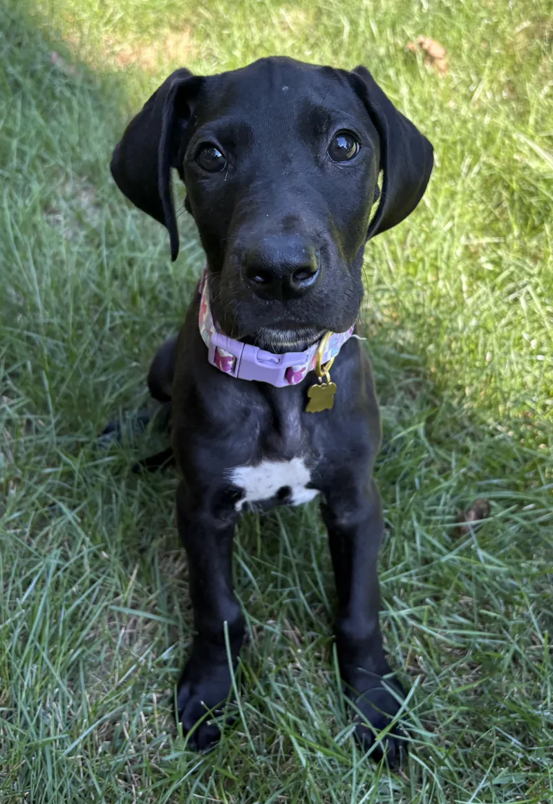 Maci