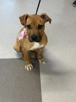 A baby medium-sized female Pit Bull Terrier dog named Goldy for adoption in South Bend, IN