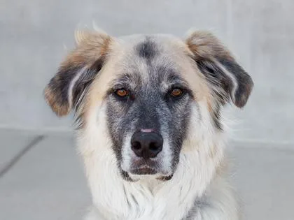 An adult large-sized male Great Pyrenees dog named Karsa for adoption in Longmont, CO