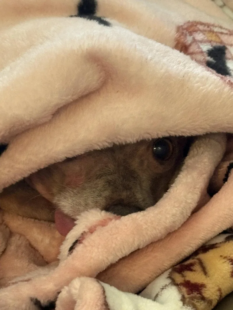 An adult small-sized male Chihuahua dog named Gus for adoption in Cedar Rapids, IA