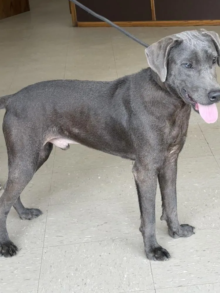 An adult medium-sized male Gray / Blue / Silver Blue Lacy dog named Sparky for adoption in Boston, MA