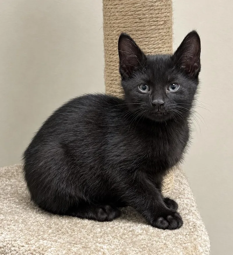 A baby medium-sized male Black Domestic Short Hair cat named Galileo for adoption in Pickerington, OH