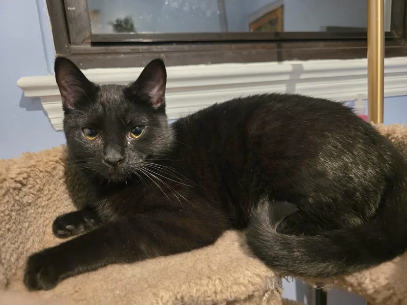 Mama Kuro thumbnail 2