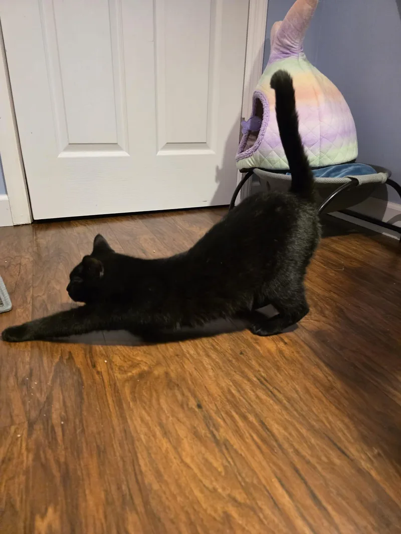 Mama Kuro thumbnail 3