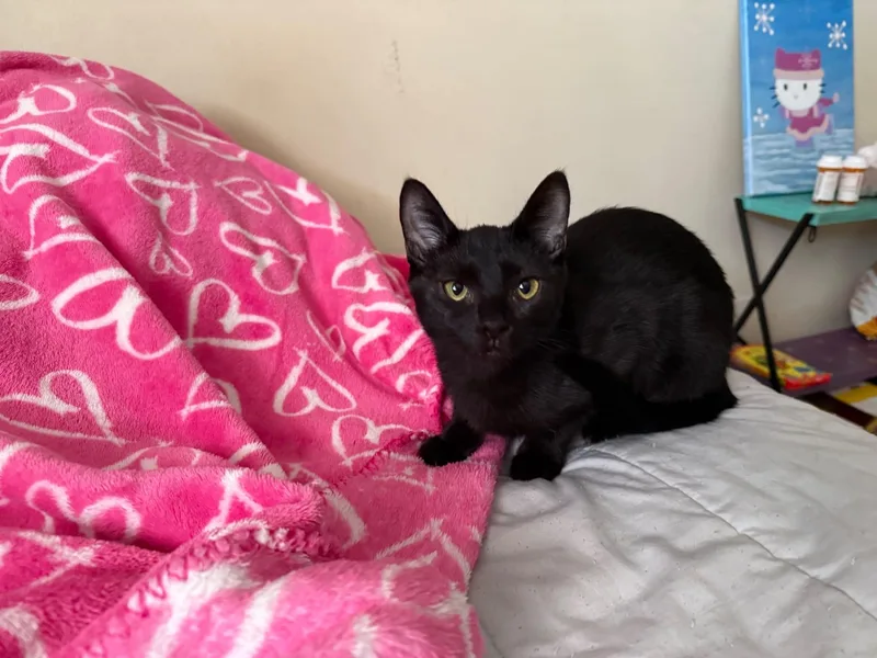 Mama Kuro thumbnail 5