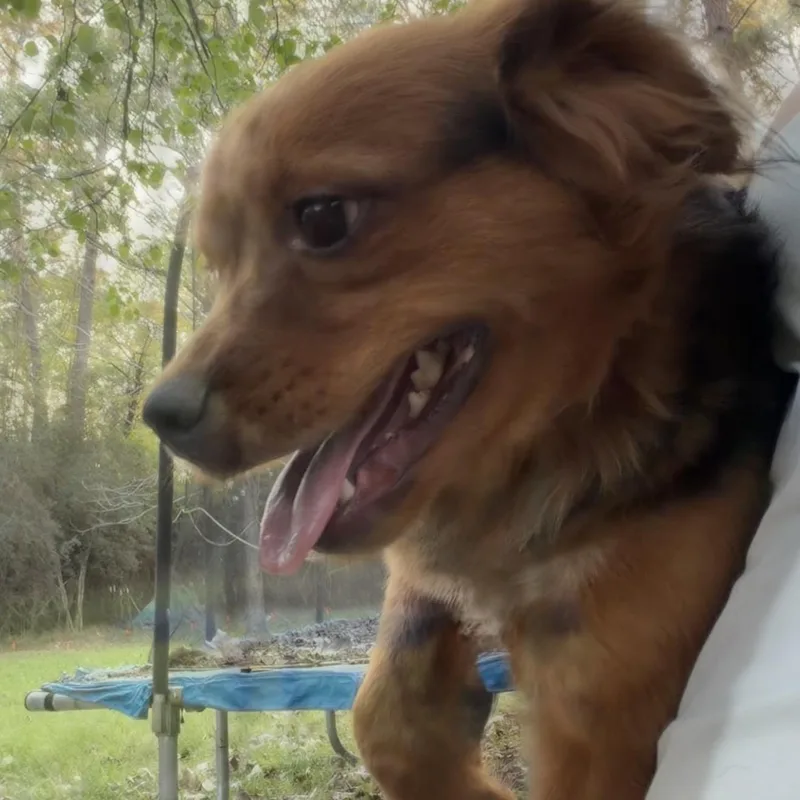 A young small-sized male Tricolor (Brown, Black, & White) Beagle dog named Roger for adoption in Houston, TX