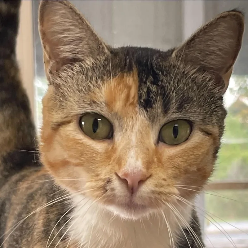 An adult medium-sized female Calico cat named Callie for adoption in Fort Payne, AL