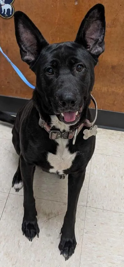 Walla Walla thumbnail 3