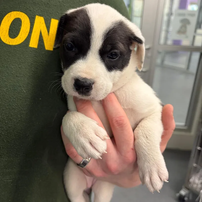 A baby small-sized female White / Cream Terrier dog named Tessa for adoption in Montgomery, AL
