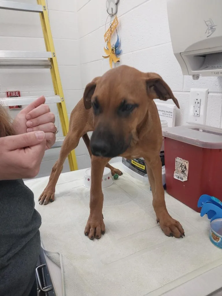 A baby small-sized female Mixed Breed dog named Firefly for adoption in Oxford, NC