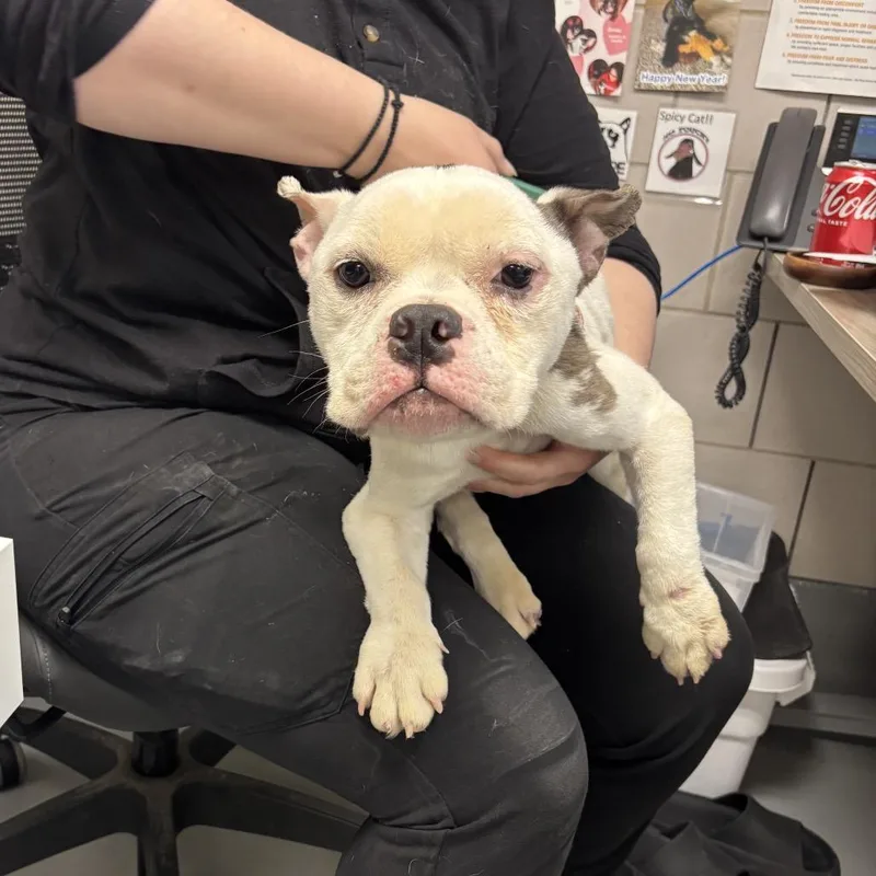 An adult medium-sized female English Bulldog dog named Caterpillar ~ Coming Soon!!! for adoption in Chicago, IL