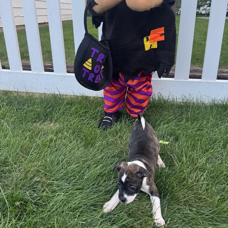 A baby small-sized female Terrier dog named Lucy for adoption in Chicago, IL