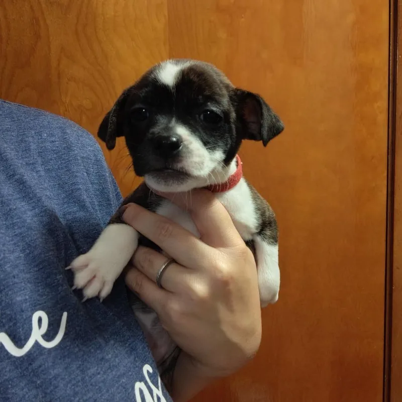 Lucy thumbnail 3
