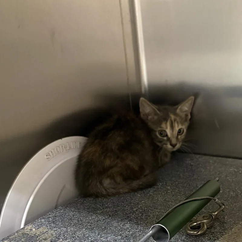 A baby small-sized female Tortoiseshell Domestic Short Hair cat named Zuko for adoption in Milton, FL