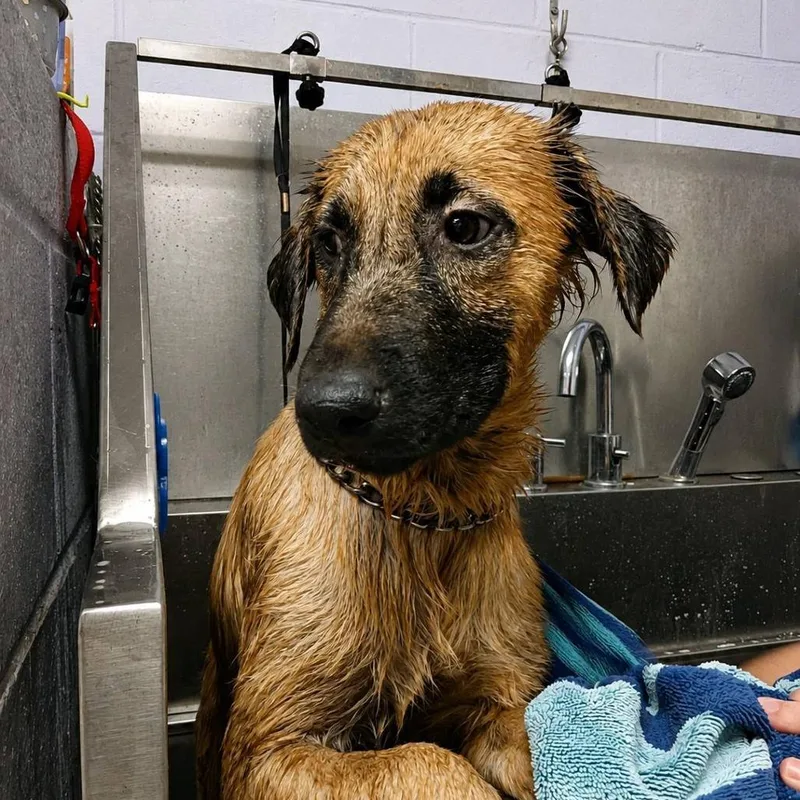 A baby medium-sized female Brown / Chocolate Mixed Breed dog named Sariyah for adoption in Valley, AL