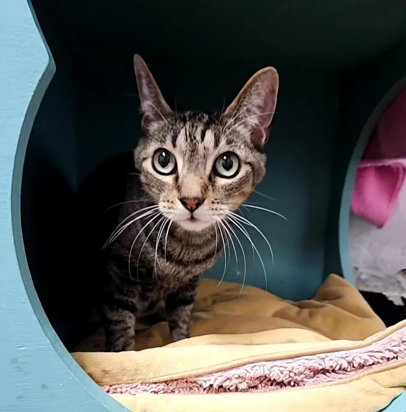 A senior small-sized male Domestic Medium Hair cat named Ali for adoption in Los Angeles, CA