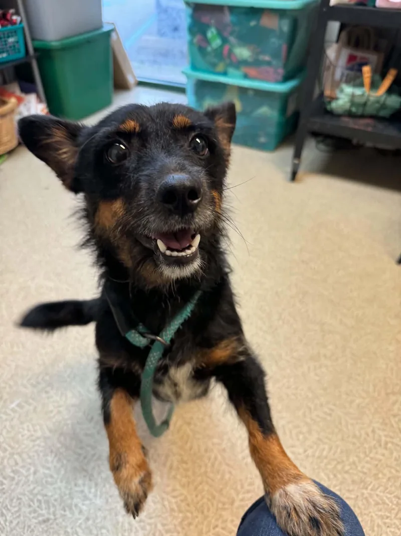A young small-sized female Black Cardigan Welsh Corgi dog named Yzma for adoption in Anderson, IN