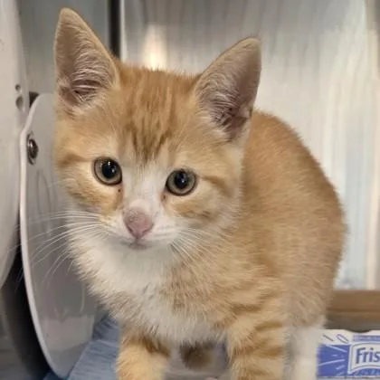 An adult small-sized male Domestic Short Hair cat named Magikarp for adoption in Voorhees, NJ