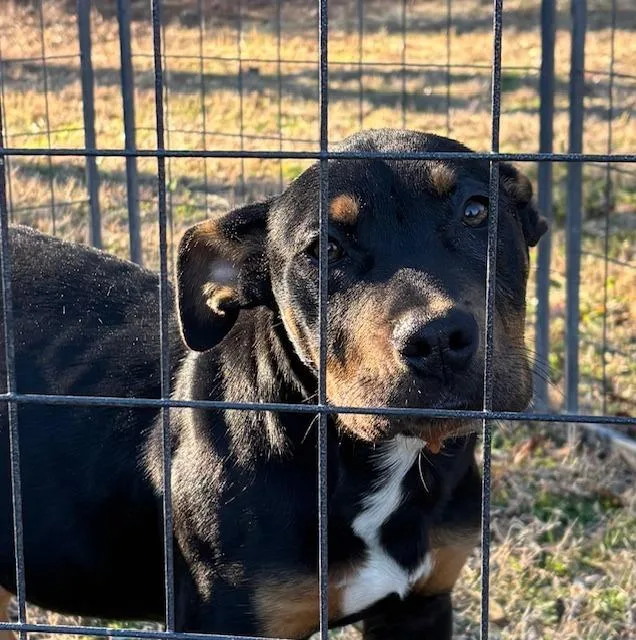 A young large-sized female Black Rottweiler dog named Lucy Lou for adoption in Tyler, TX