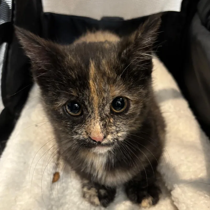 A baby small-sized female Tortoiseshell Domestic Short Hair cat named Dapple for adoption in Allentown, PA