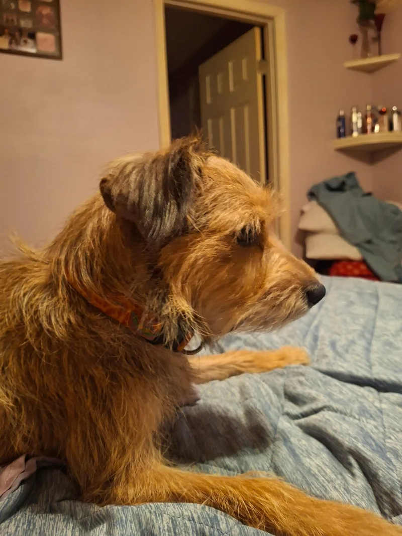 Molly thumbnail 3
