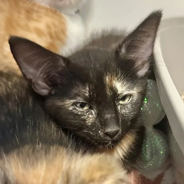 A baby small-sized female Domestic Short Hair cat named Silverside for adoption in Walnut Creek, CA