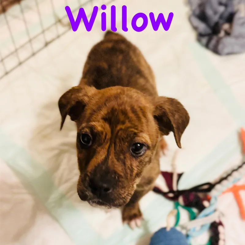 Willow thumbnail 4