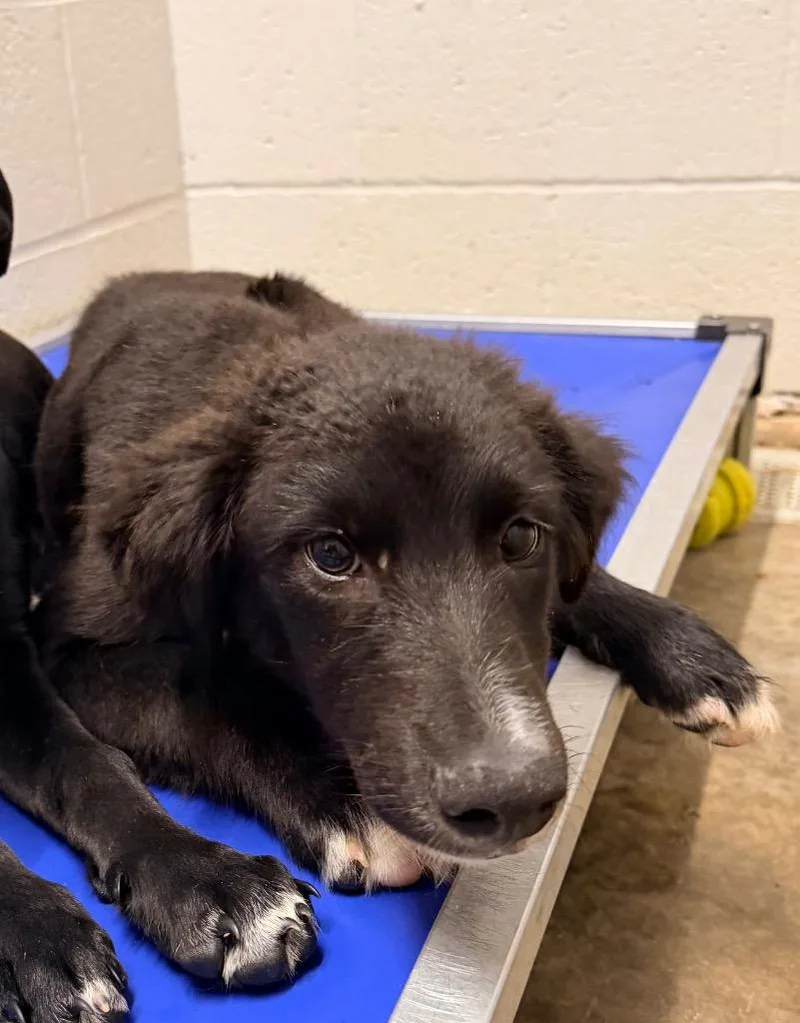 A baby medium-sized female Labrador Retriever dog named Blair for adoption in Newcastle, OK