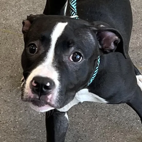 A young medium-sized female Black Mixed Breed dog named Woim for adoption in Las Cruces, NM
