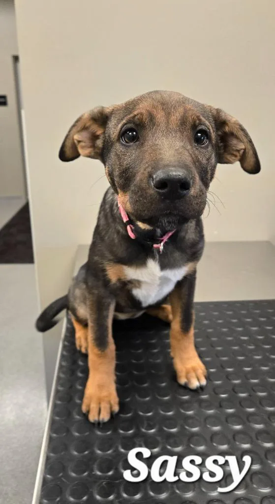A baby large-sized female Hound dog named Sassy Yrly for adoption in Sidney, OH