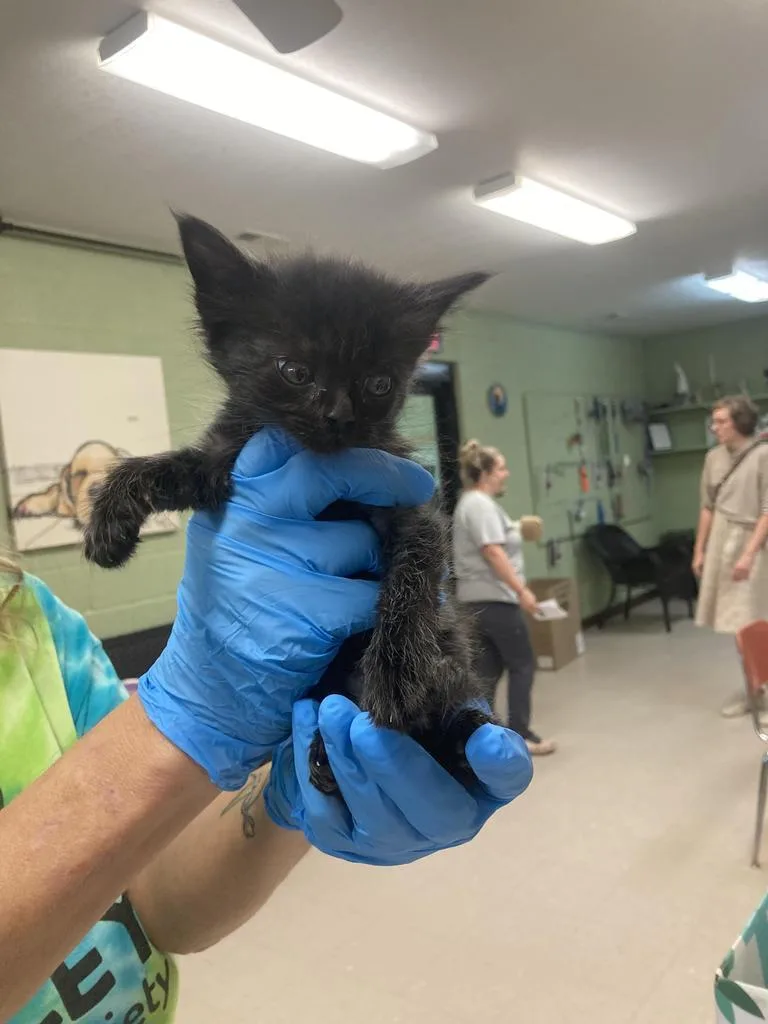 A baby medium-sized female Domestic Short Hair cat named Valve for adoption in Burnsville, NC