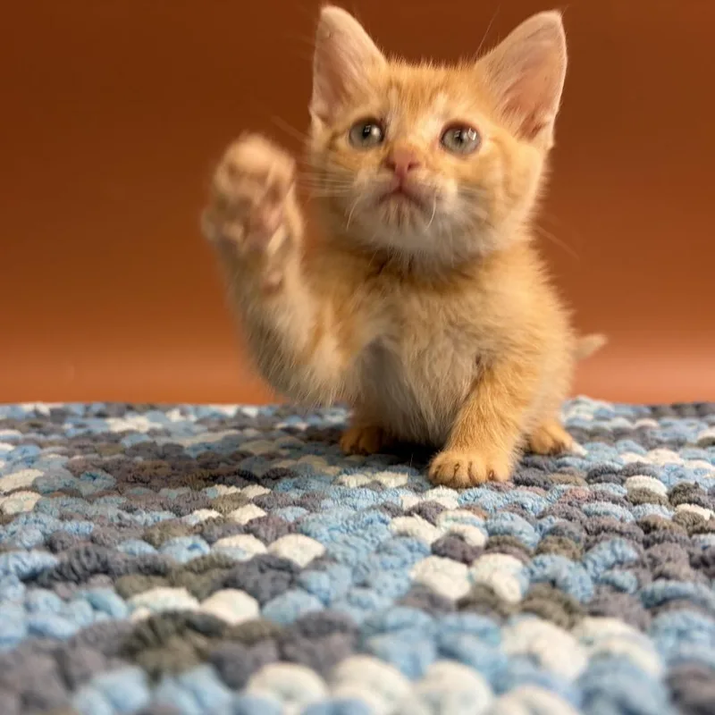 A baby small-sized male Orange / Red Domestic Short Hair cat named Mike for adoption in San Antonio, TX