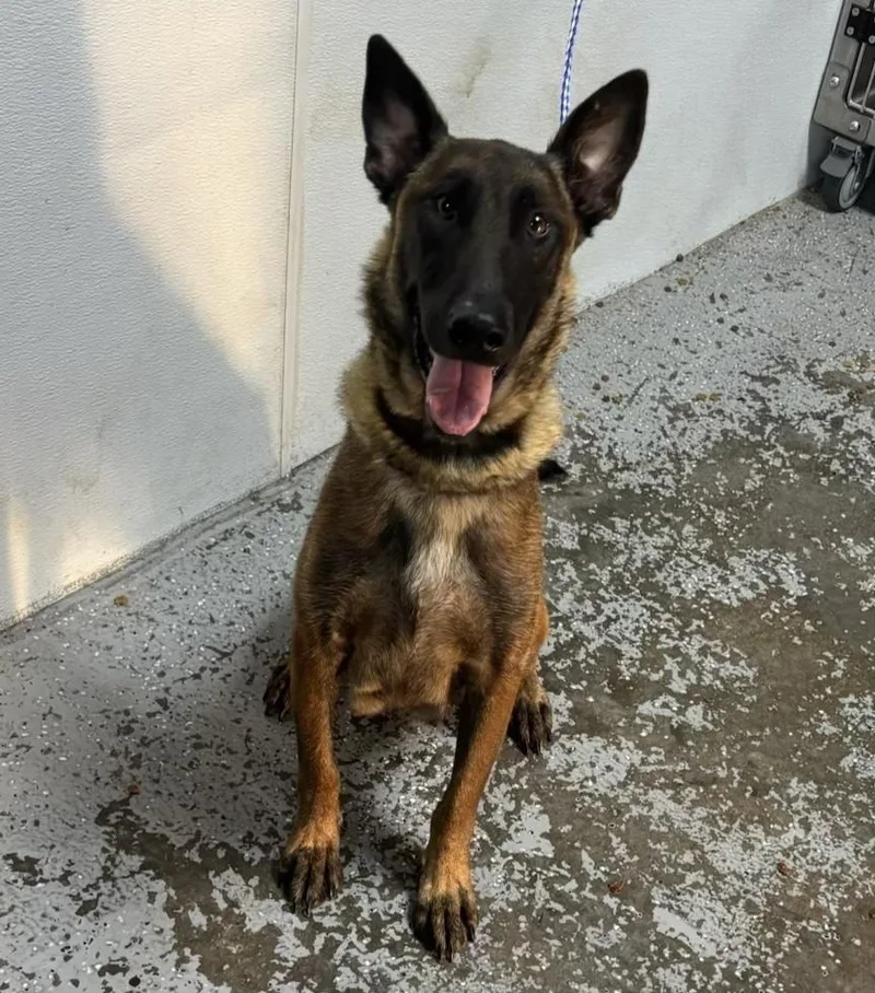 A young large-sized female Belgian Shepherd / Malinois dog named High Octane Momma Shelby for adoption in Imlay City, MI