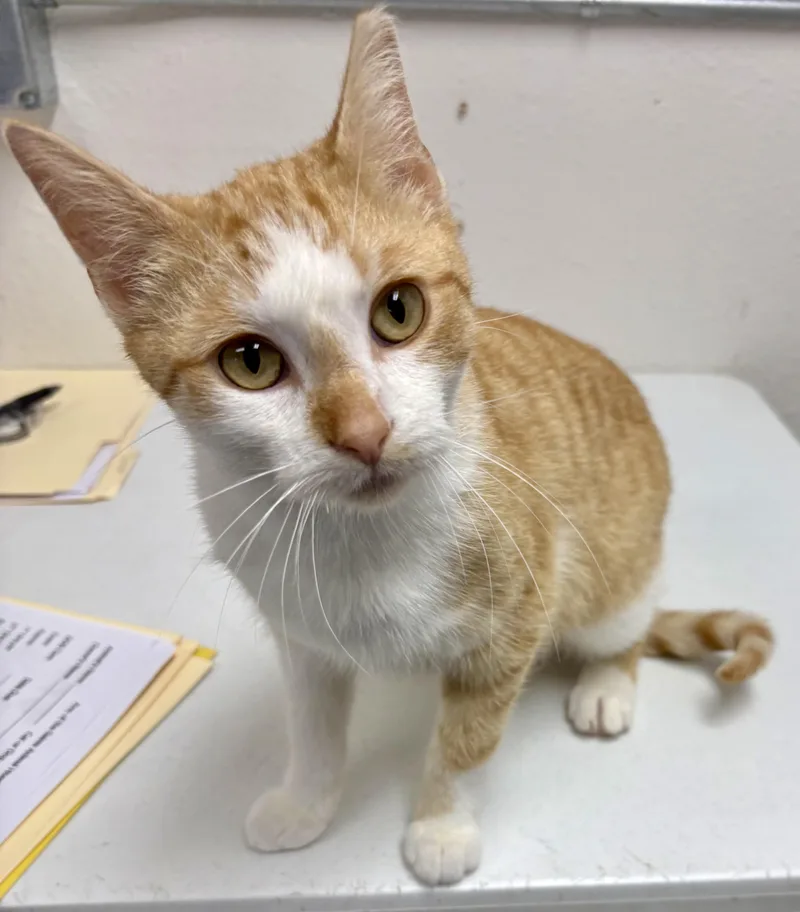 An adult medium-sized male Orange & White Domestic Short Hair cat named Marmalade for adoption in Charles City, IA