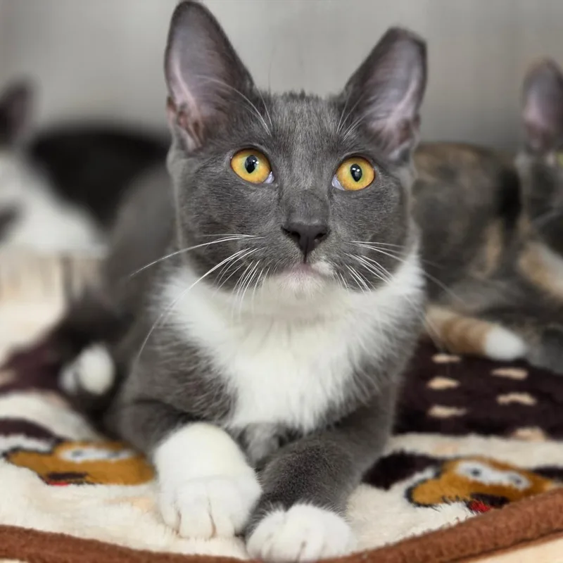 A baby medium-sized female Gray / Blue / Silver Domestic Short Hair cat named Ember for adoption in Sarasota, FL