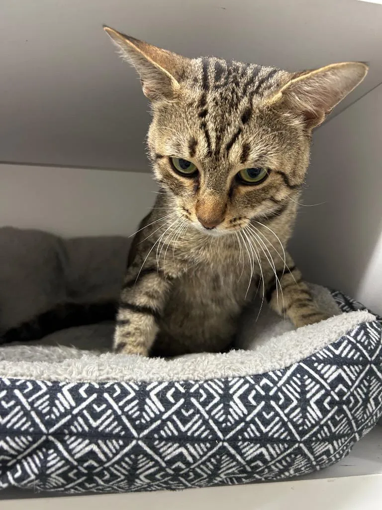 An adult medium-sized male Domestic Short Hair cat named Poindexter for adoption in East Ridge, TN