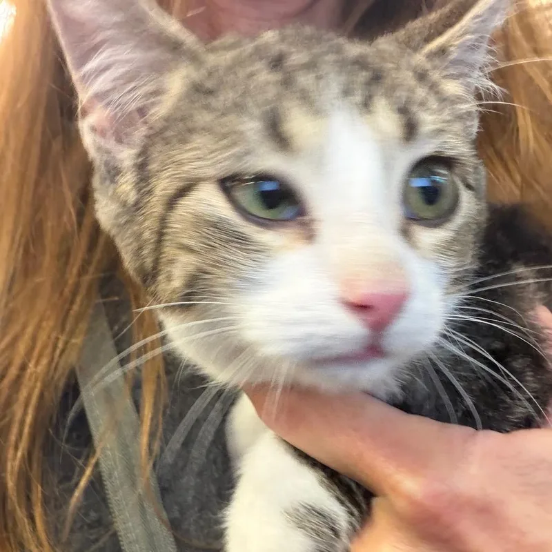 A baby small-sized male Gray / Blue / Silver Domestic Short Hair cat named Romaine for adoption in Norman, OK