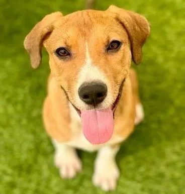 An adult large-sized female Hound dog named Churro for adoption in Kansas City, MO