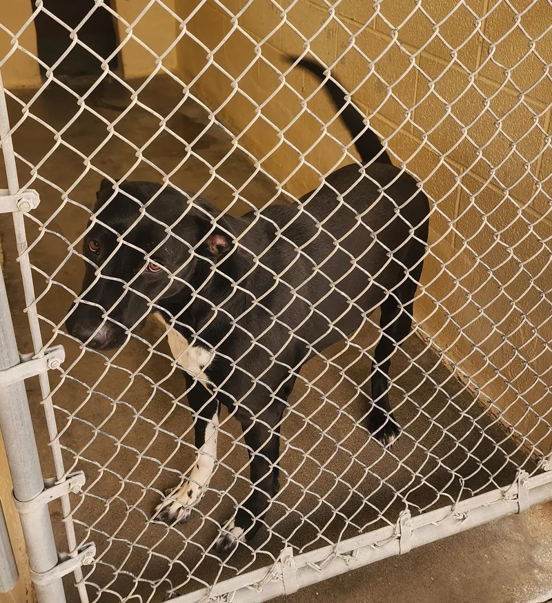 An adult medium-sized female Labrador Retriever dog named 25-307 for adoption in Ridgecrest, CA