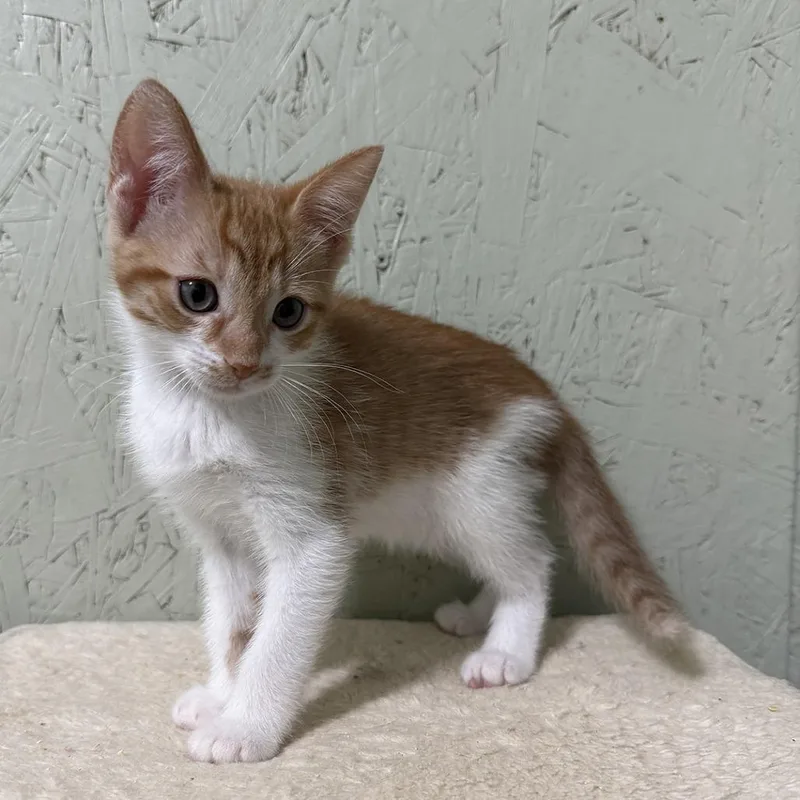 A baby small-sized male Domestic Short Hair cat named Cortado for adoption in Cumming, GA