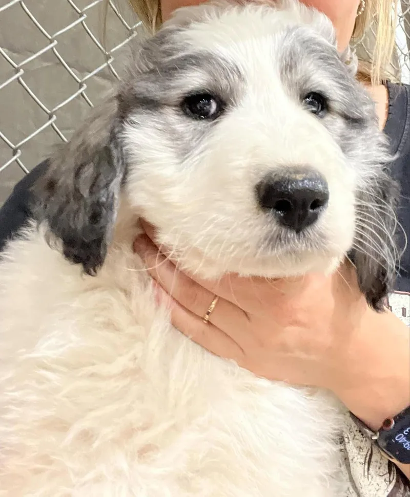 A young large-sized female White / Cream Great Pyrenees dog named Ellie for adoption in San Saba, TX