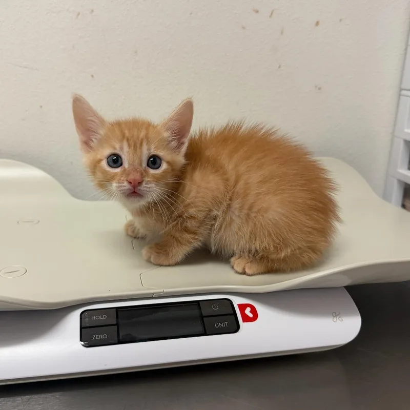 A baby small-sized male Orange / Red Domestic Short Hair cat named Indy I for adoption in Edinburg, TX