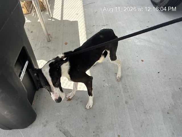 A young large-sized female Pit Bull Terrier dog named Oreo for adoption in Ocala, FL