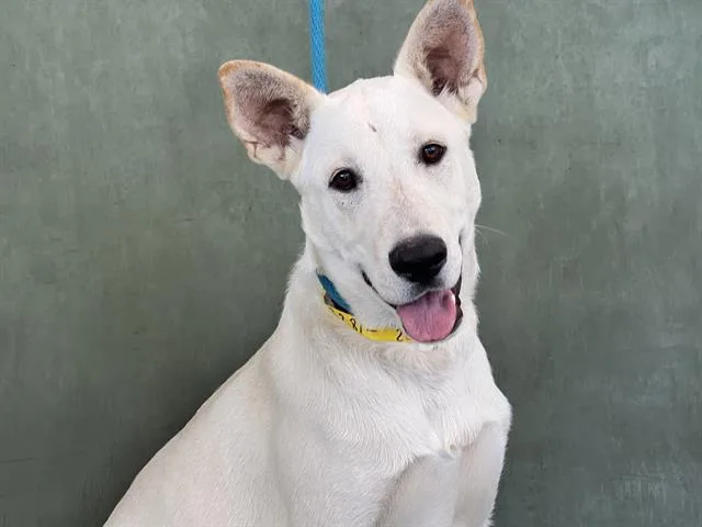 An adult large-sized male Mixed Breed dog named Snow for adoption in Van Nuys, CA