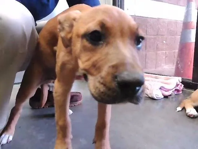 A baby small-sized male German Shepherd Dog dog named Francisco for adoption in Tulsa, OK