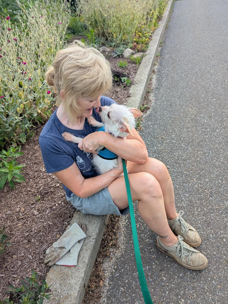 A young small-sized female White / Cream Chihuahua dog named Petal for adoption in Stratford, CT
